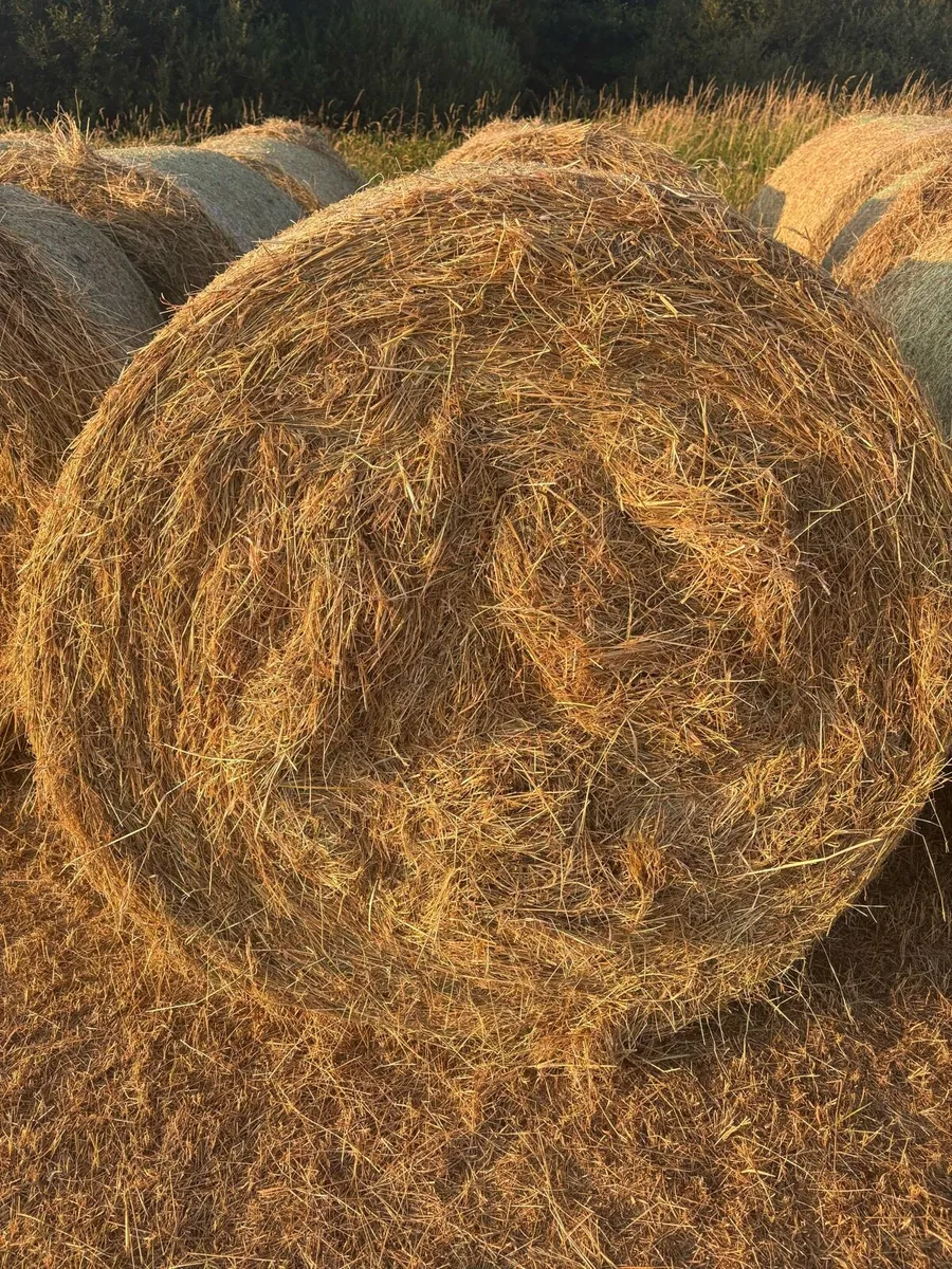 Premium Hay Round Bales & Small Square Bales - Image 2