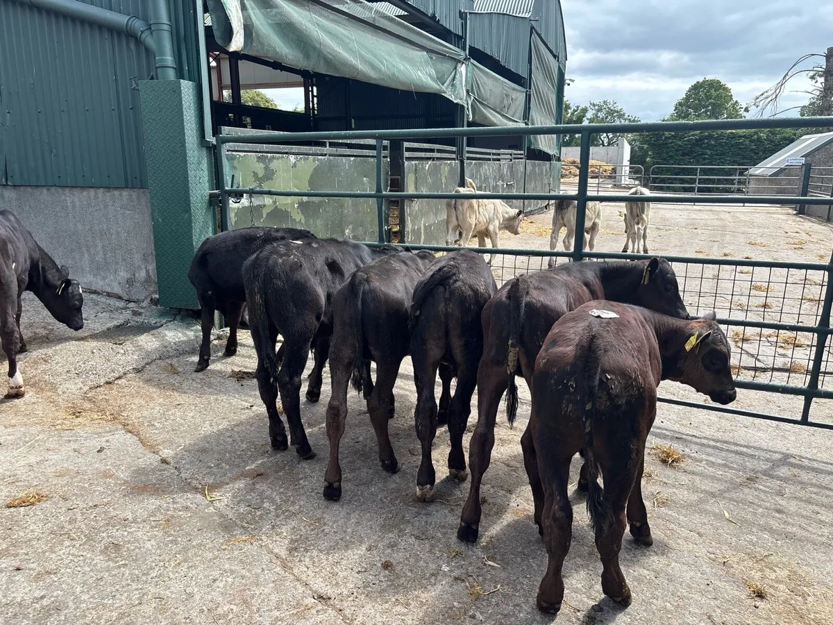 10 super Angus bull runners - Image 2