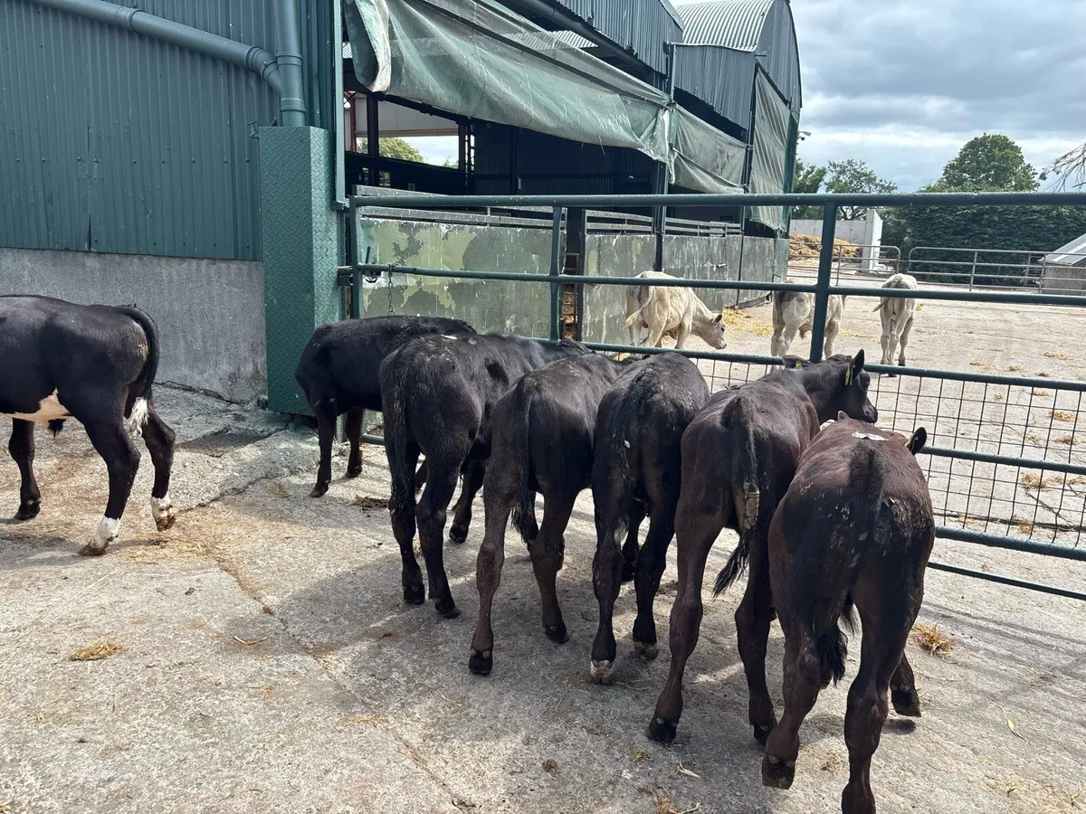 10 super Angus bull runners - Image 3