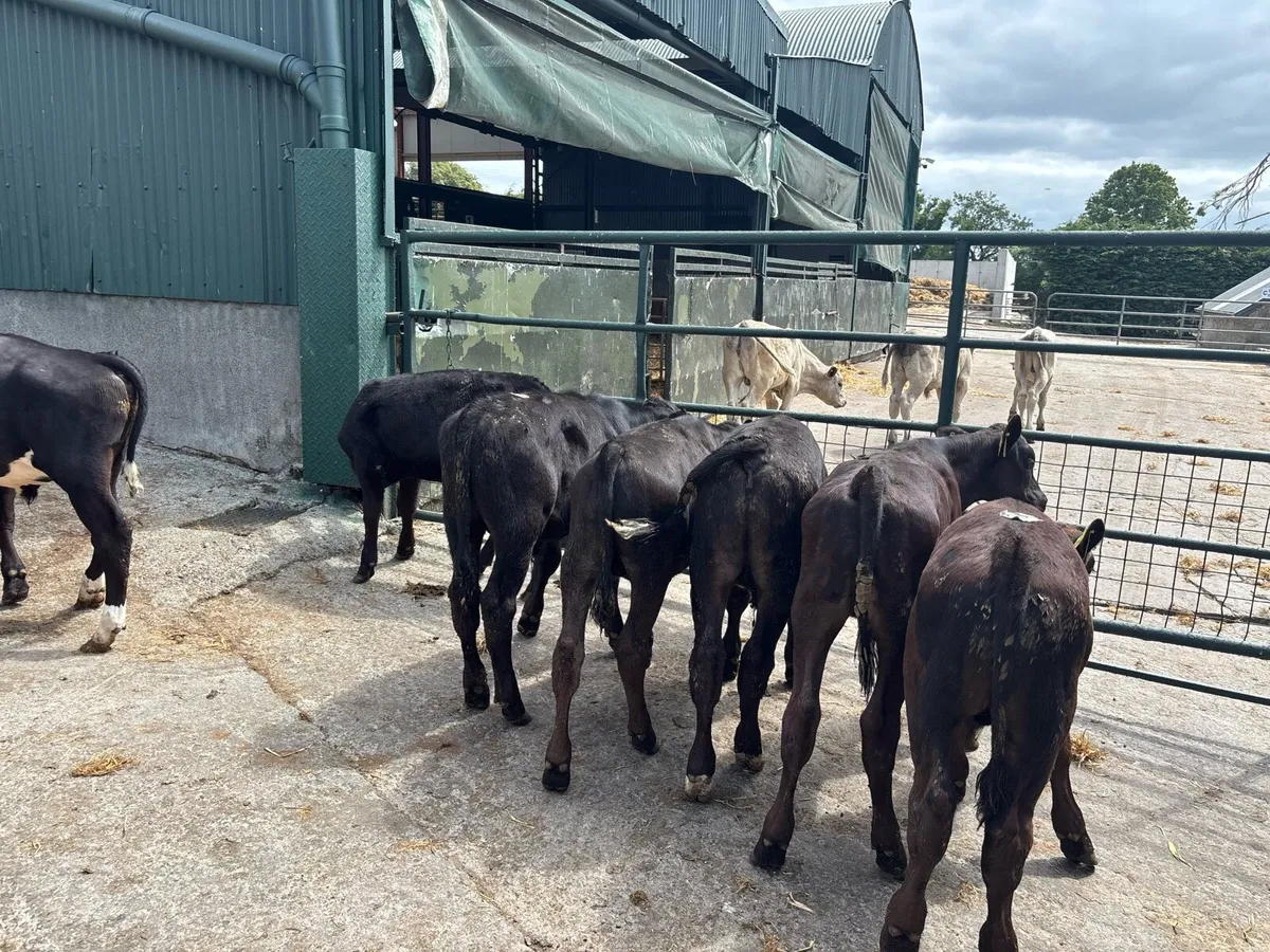 10 super Angus bull runners - Image 4