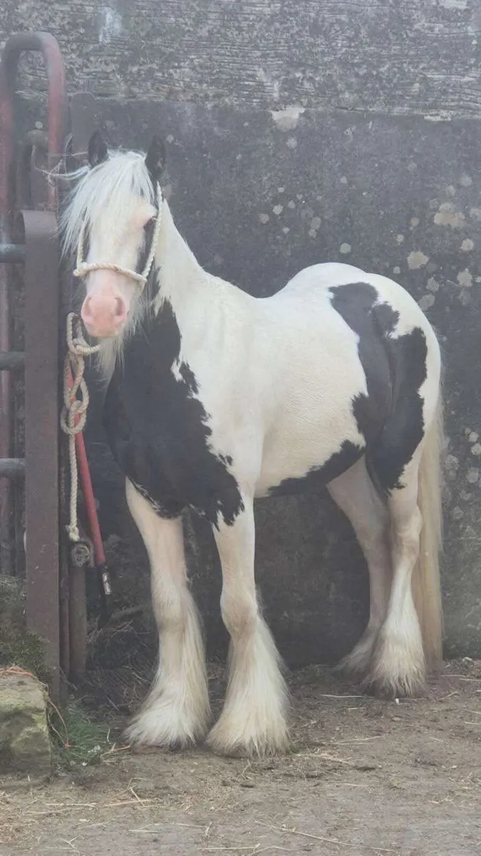 3yo gelding - Image 2