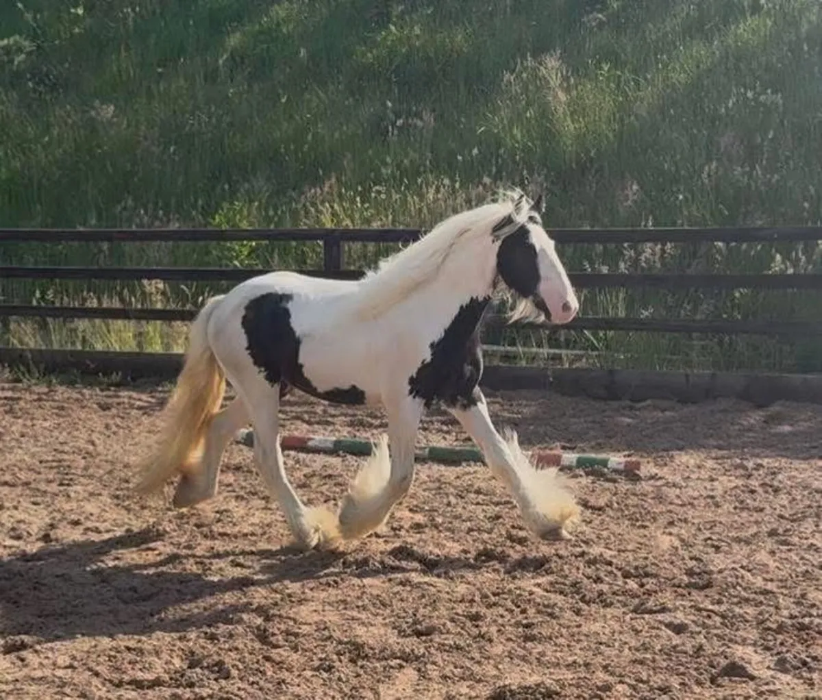 3yo gelding - Image 3