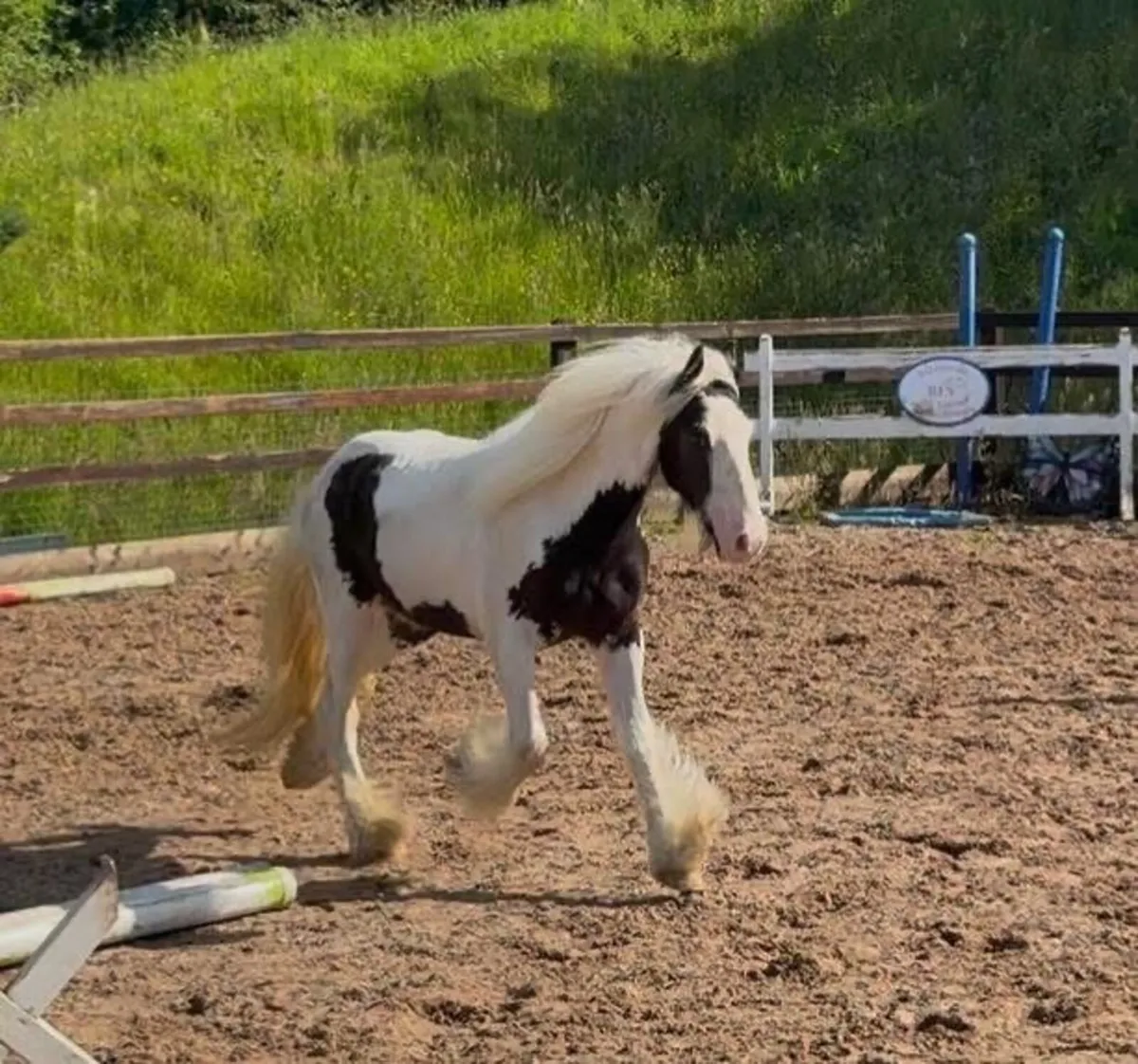 3yo gelding - Image 1