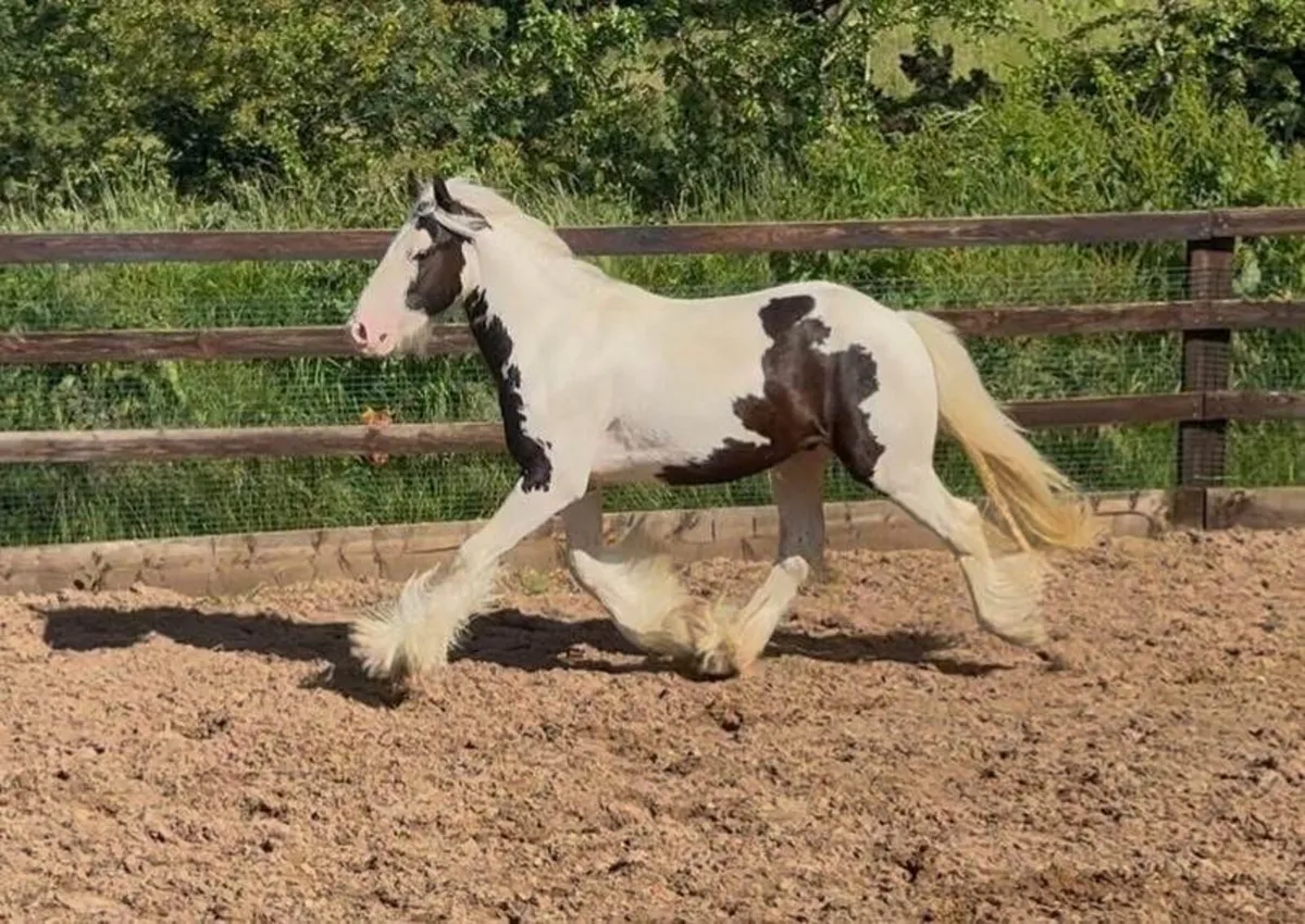 3yo gelding - Image 4