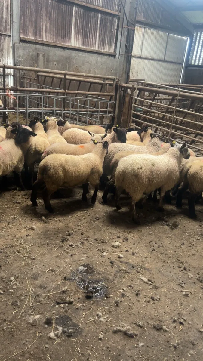 Store lambs - Image 1