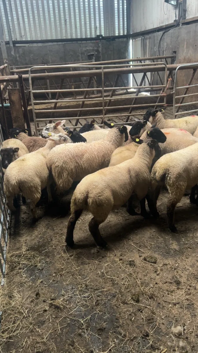 Store lambs - Image 2