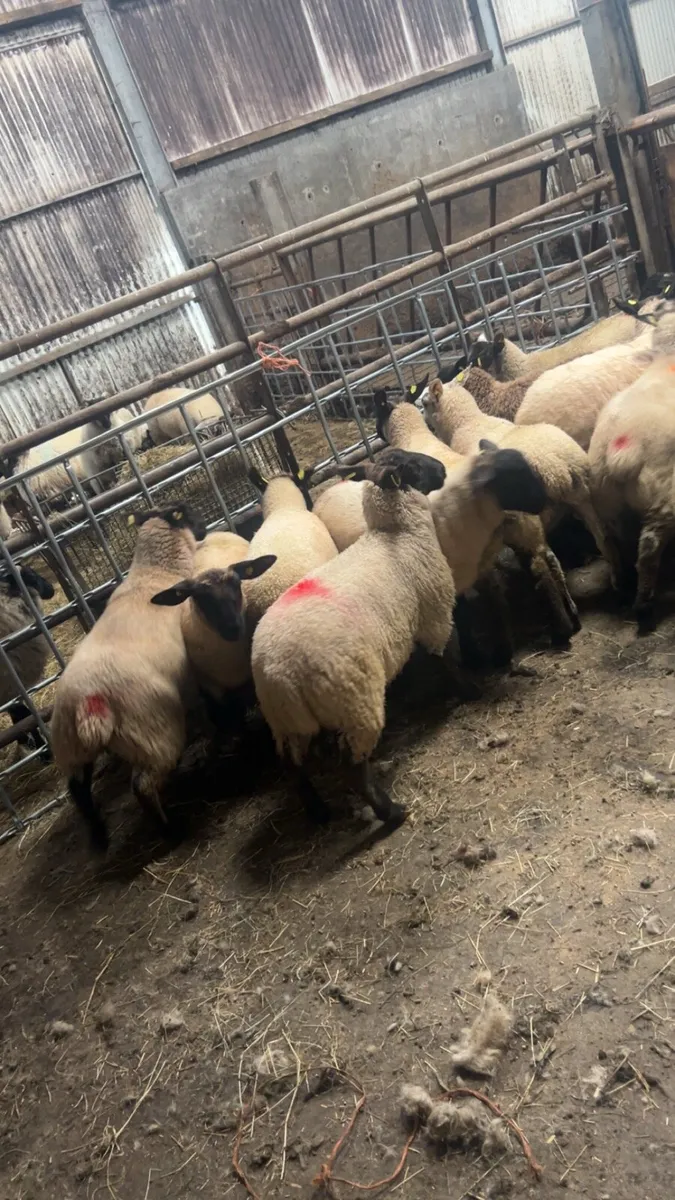 Store lambs - Image 3