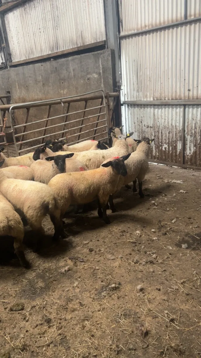 Store lambs - Image 4
