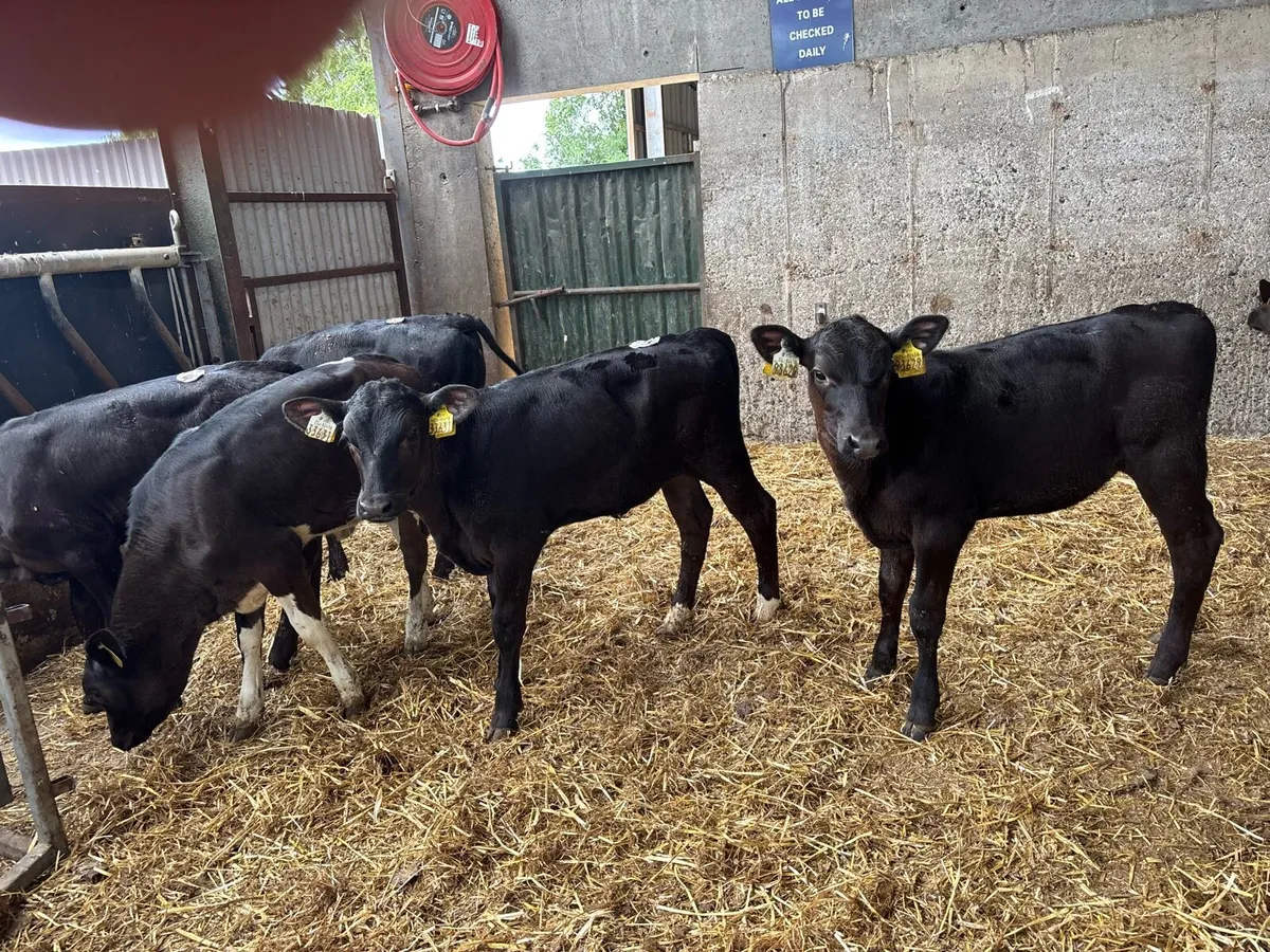 6 super weaned limosin heifers - Image 1