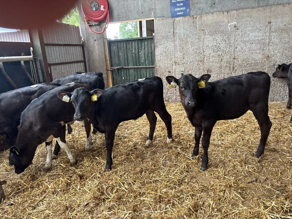6 super weaned limosin heifers - Image 2