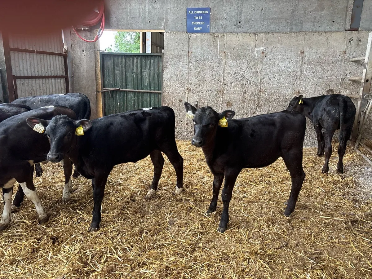 6 super weaned limosin heifers - Image 3