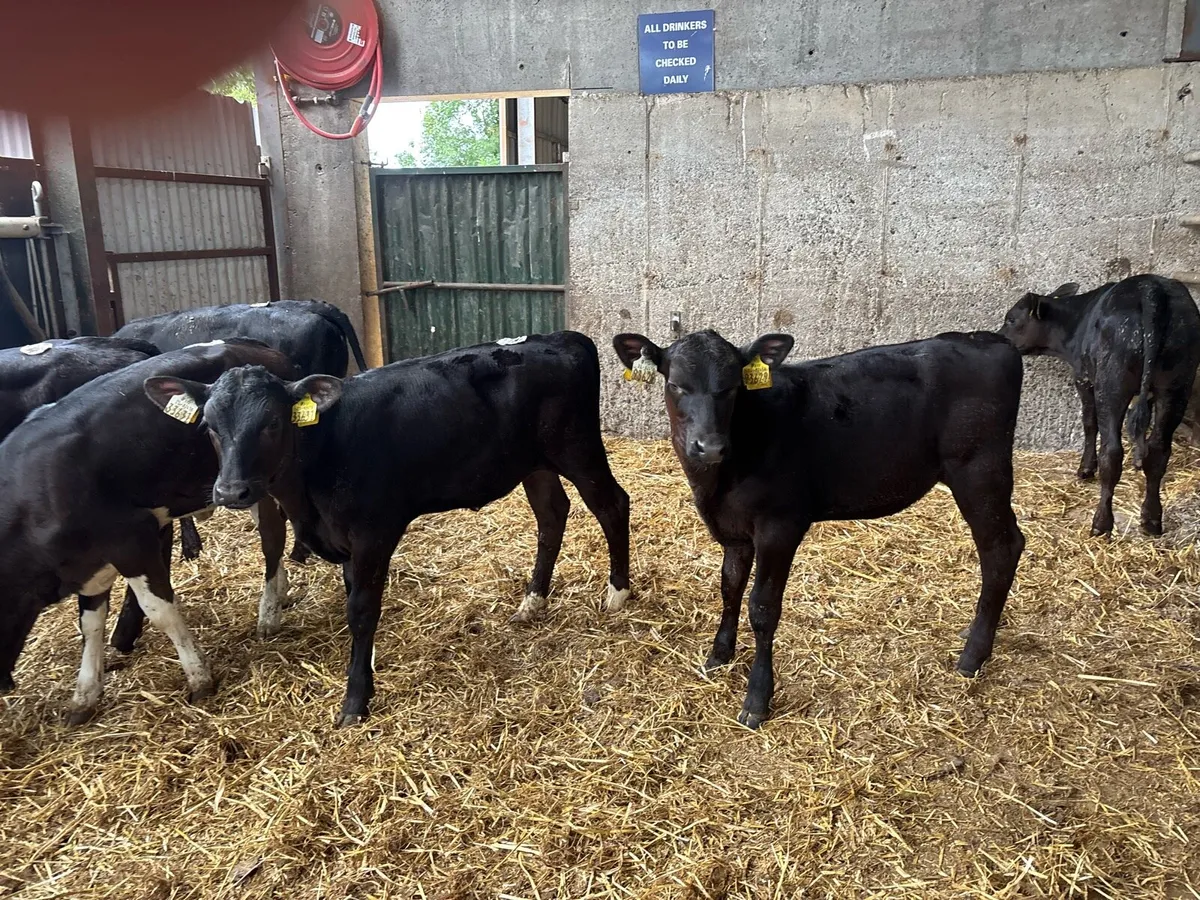 6 super weaned limosin heifers - Image 4