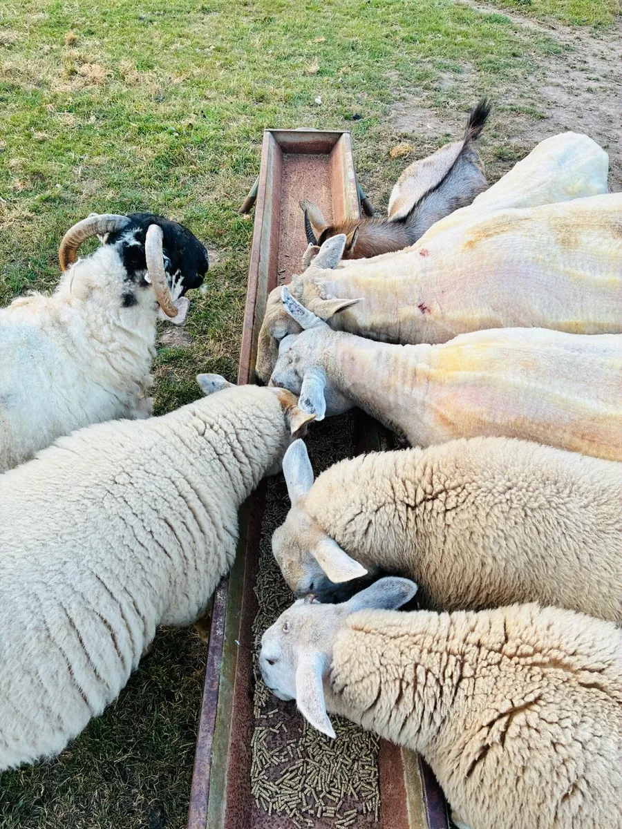 Sheep - Image 2