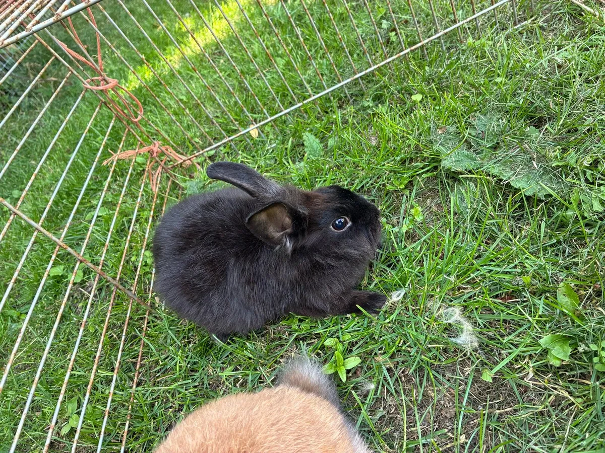 rabbits - Image 3