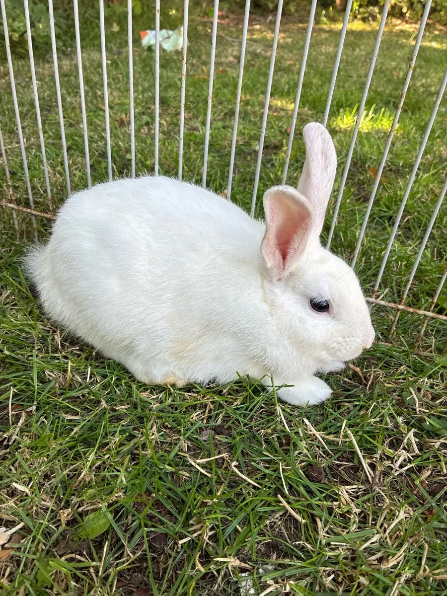 rabbits - Image 1