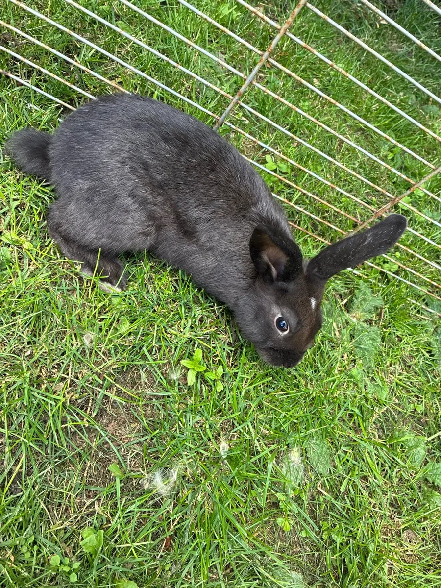 rabbits - Image 4
