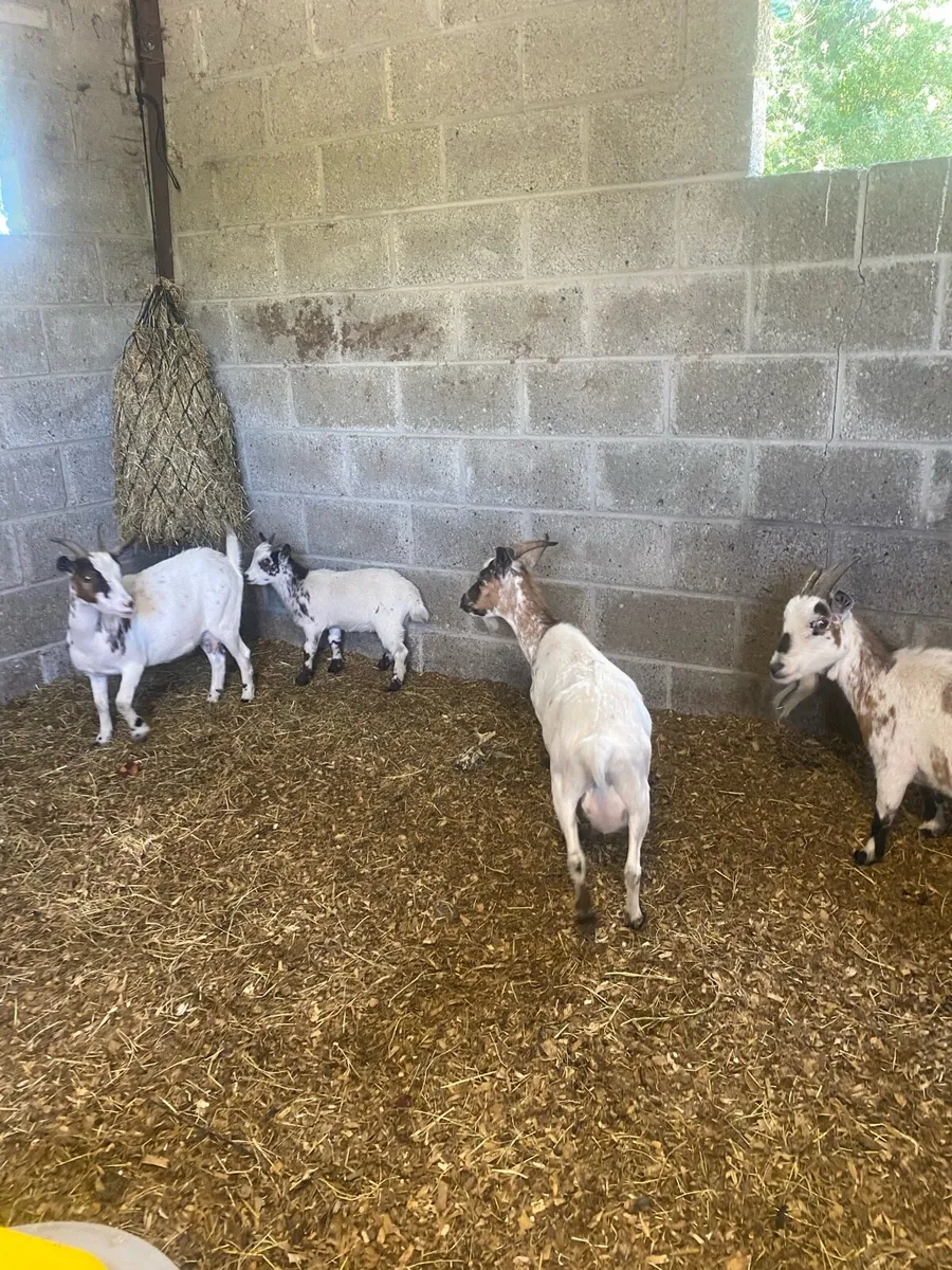 Pygmy Goats For Sale - Image 4