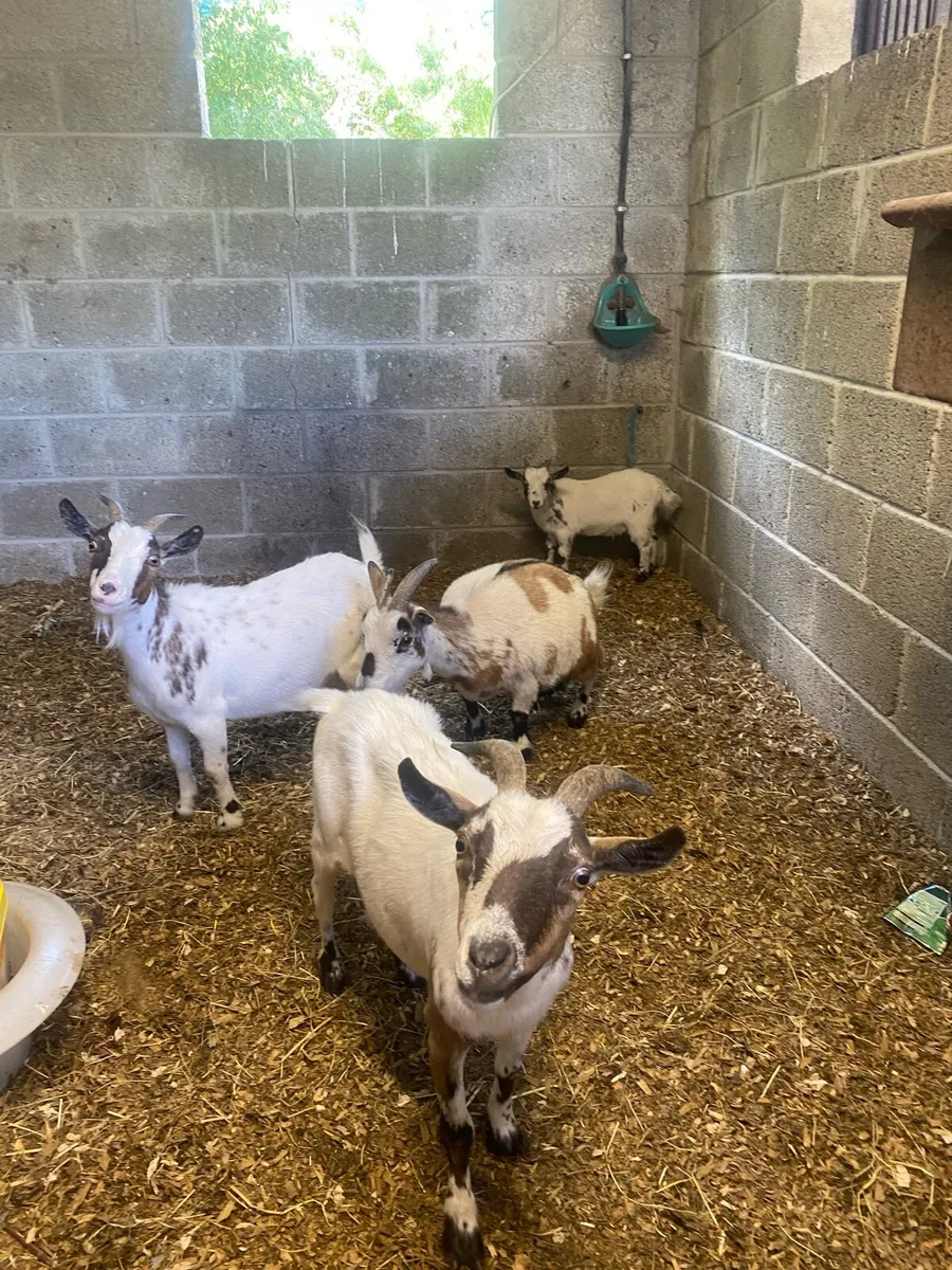 Pygmy Goats For Sale - Image 1