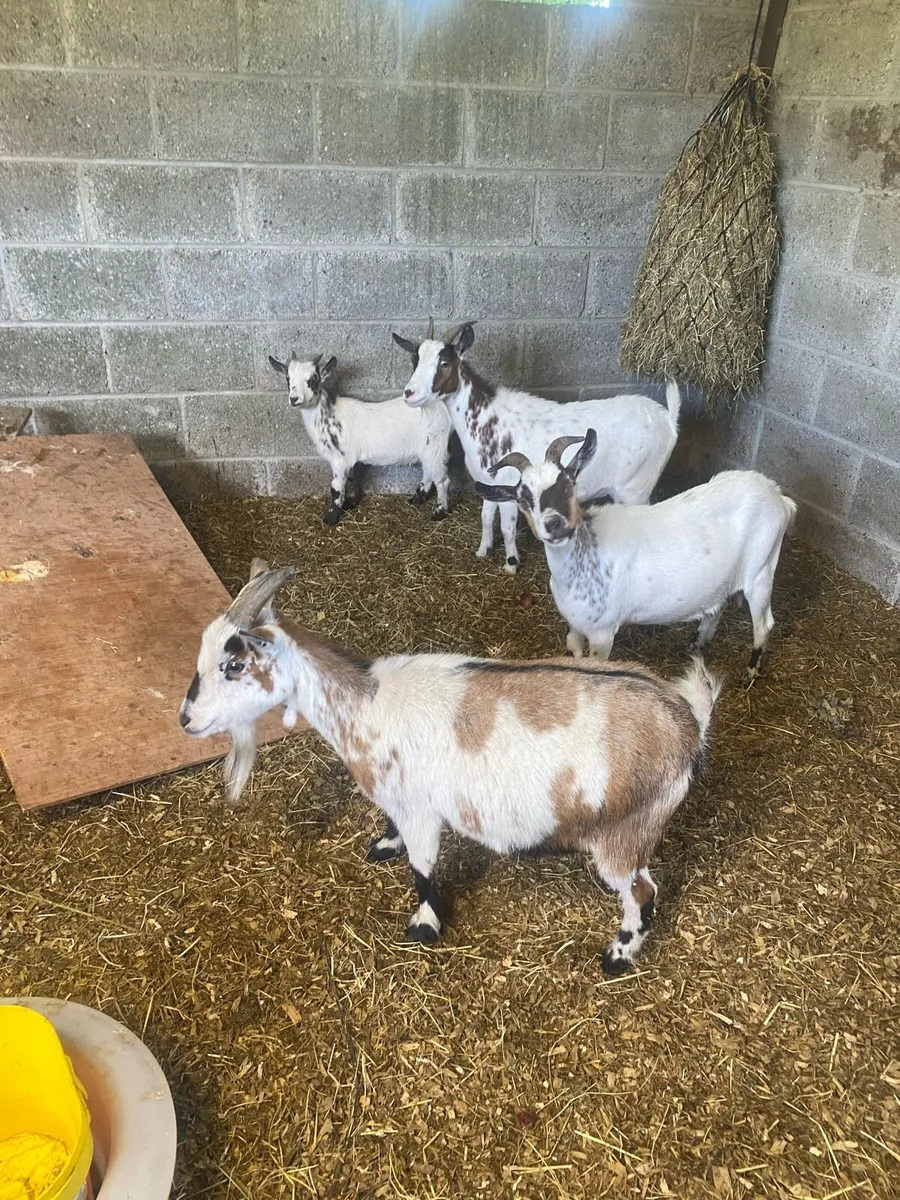Pygmy Goats For Sale - Image 2