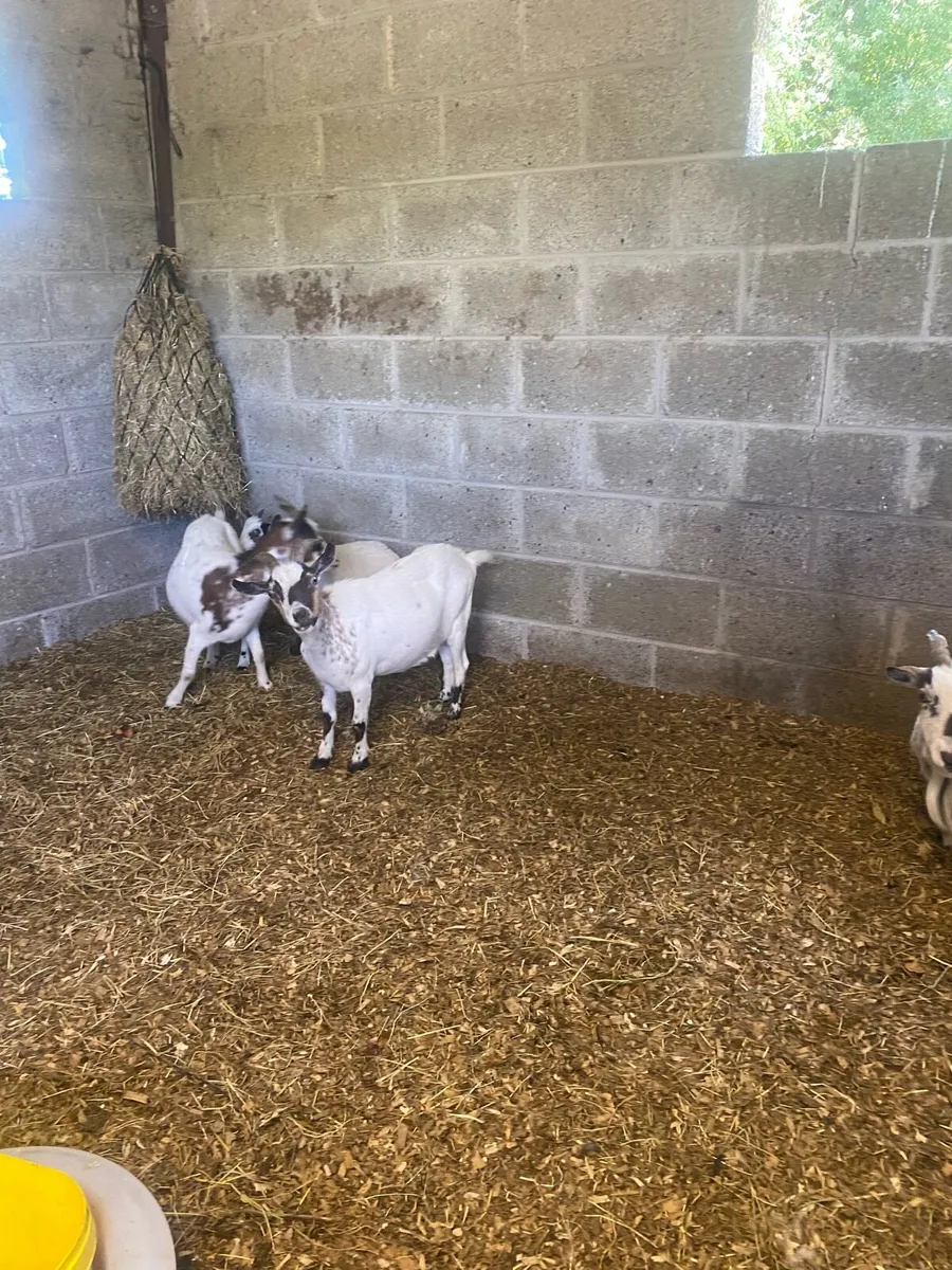 Pygmy Goats For Sale - Image 3