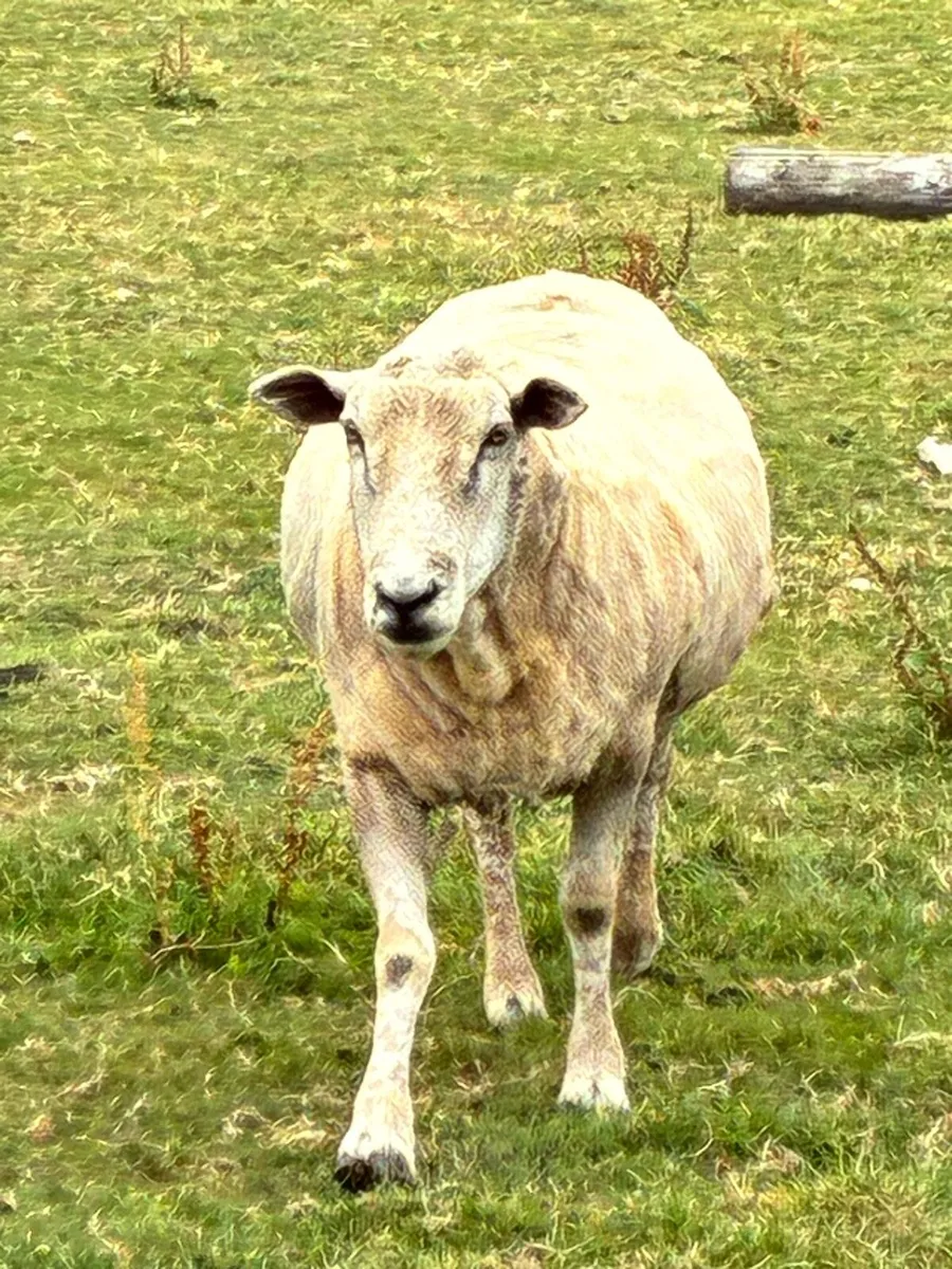 Sheep - Image 1
