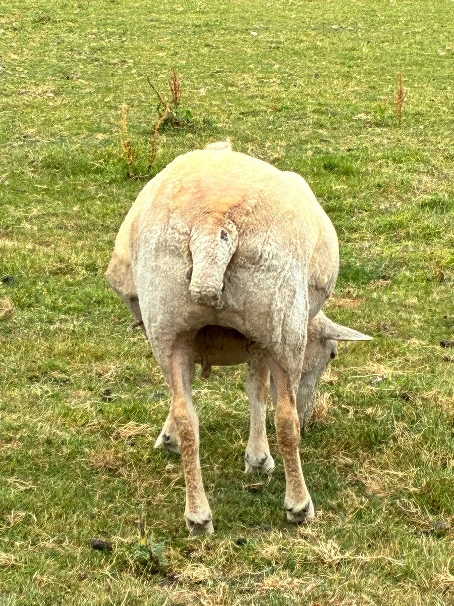 Sheep - Image 3