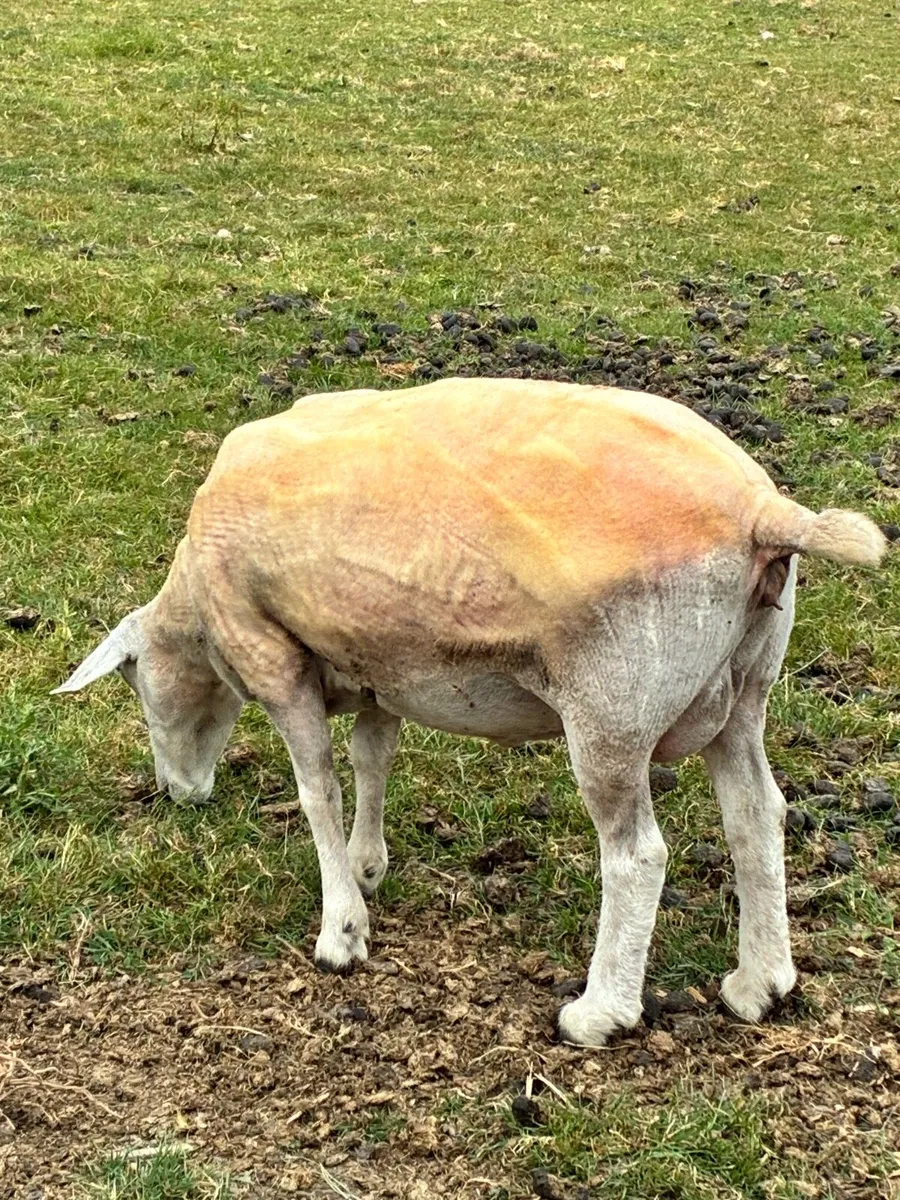 Sheep - Image 4