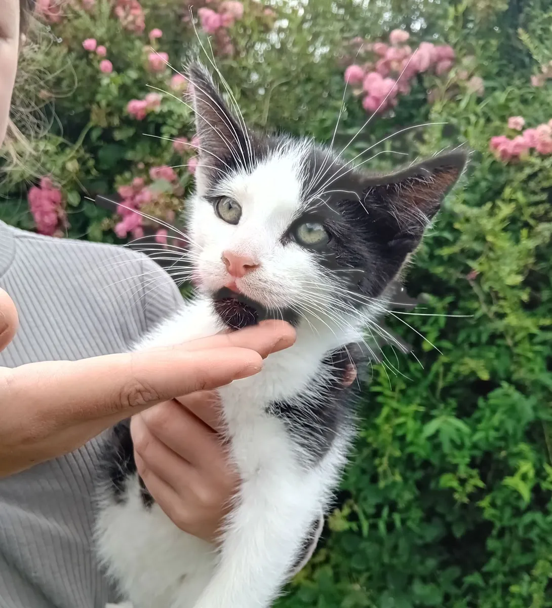 Kitten - Image 2