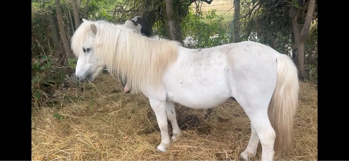 Pony