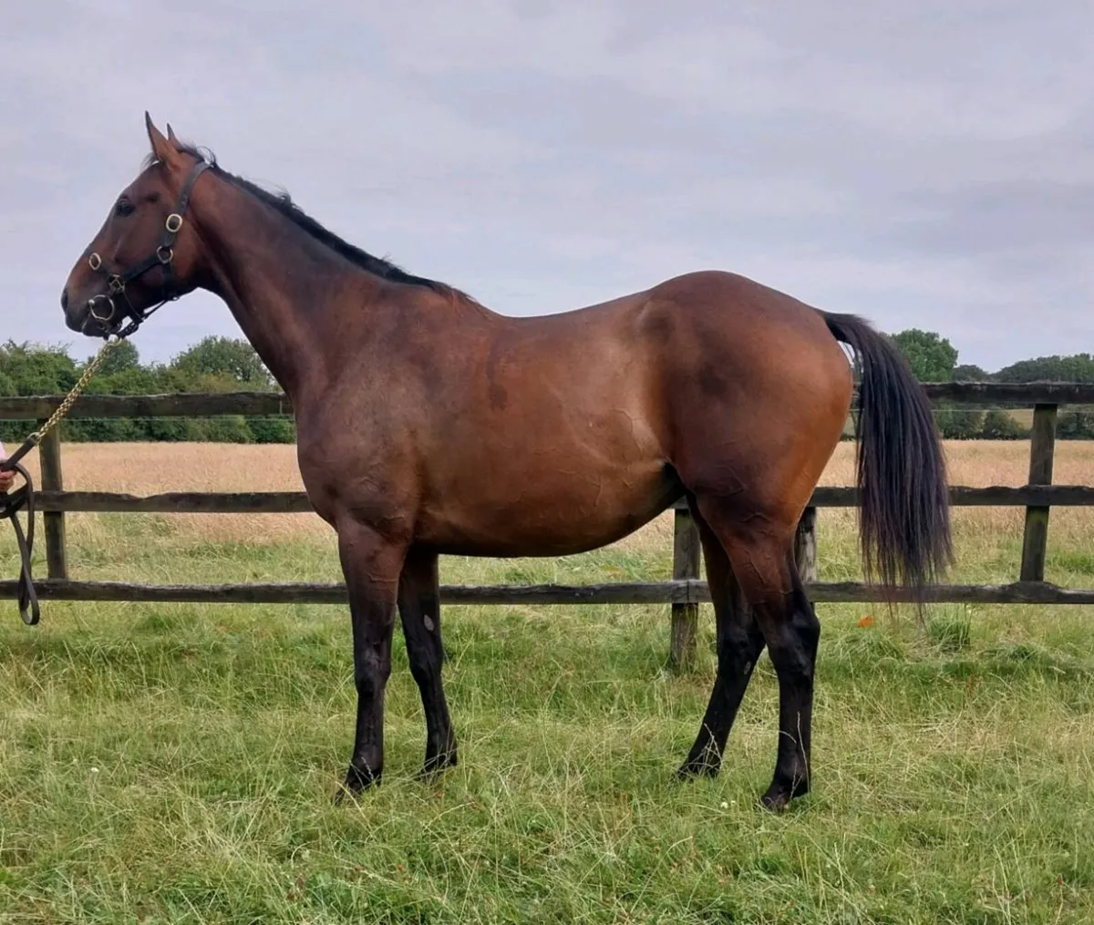 Horses - Image 2