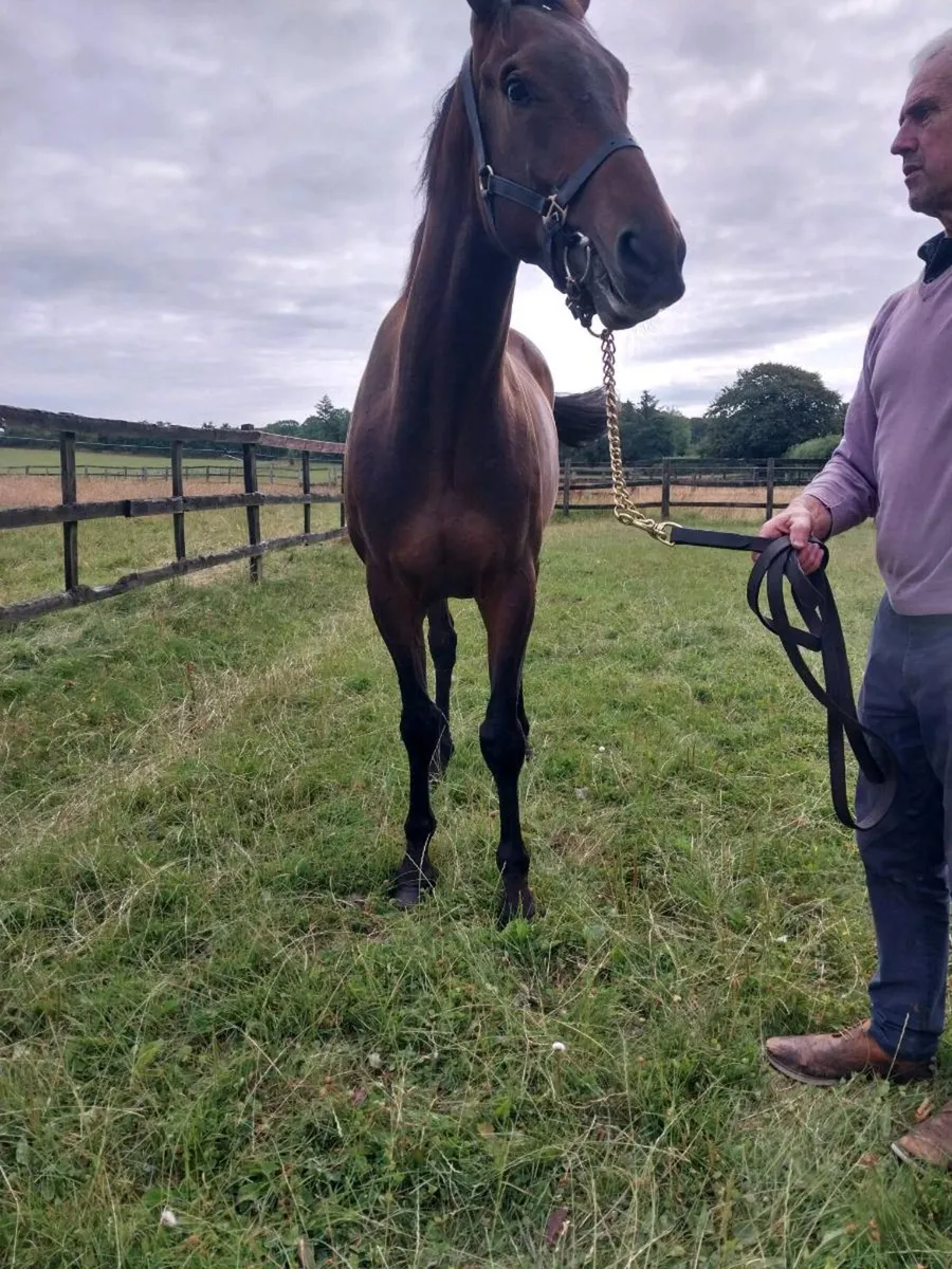 Horses - Image 3