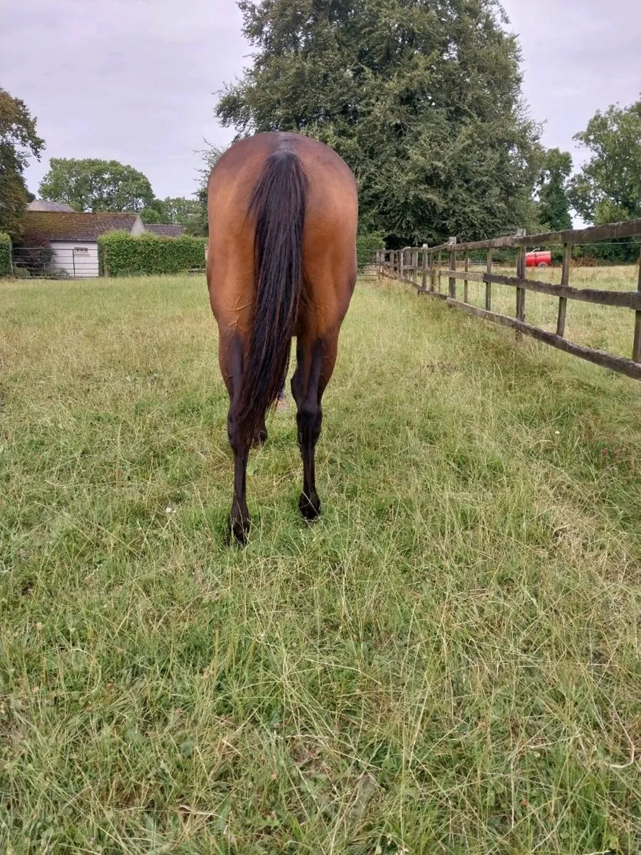 Horses - Image 4