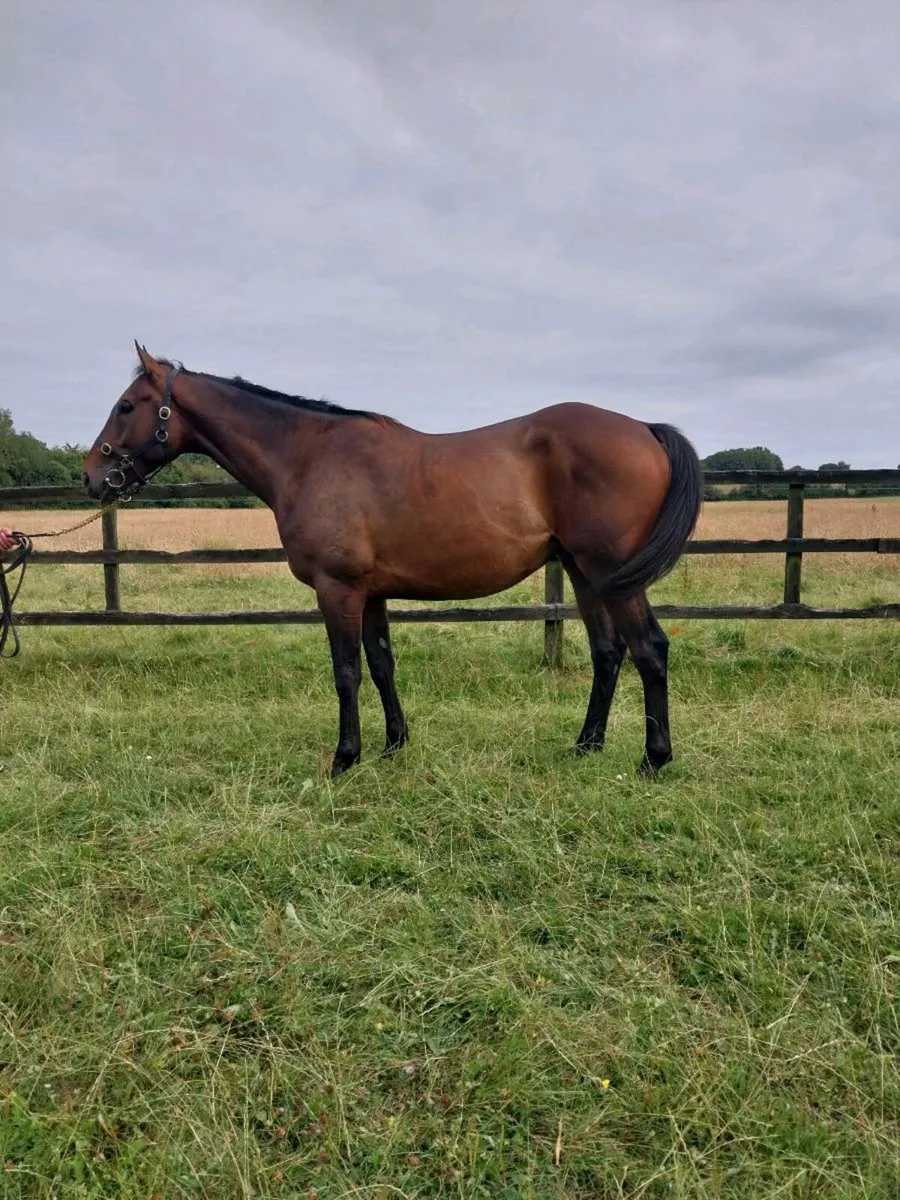 Horses - Image 1