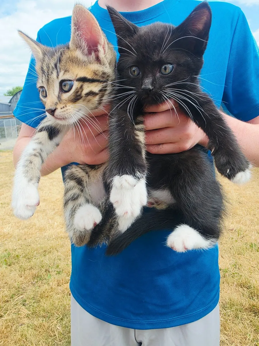 Kittens from Tipperary - Image 2