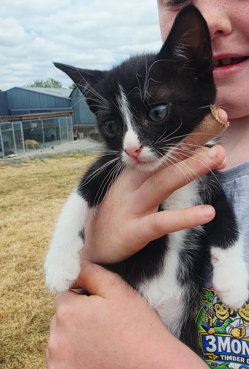 Kittens from Tipperary - Image 3