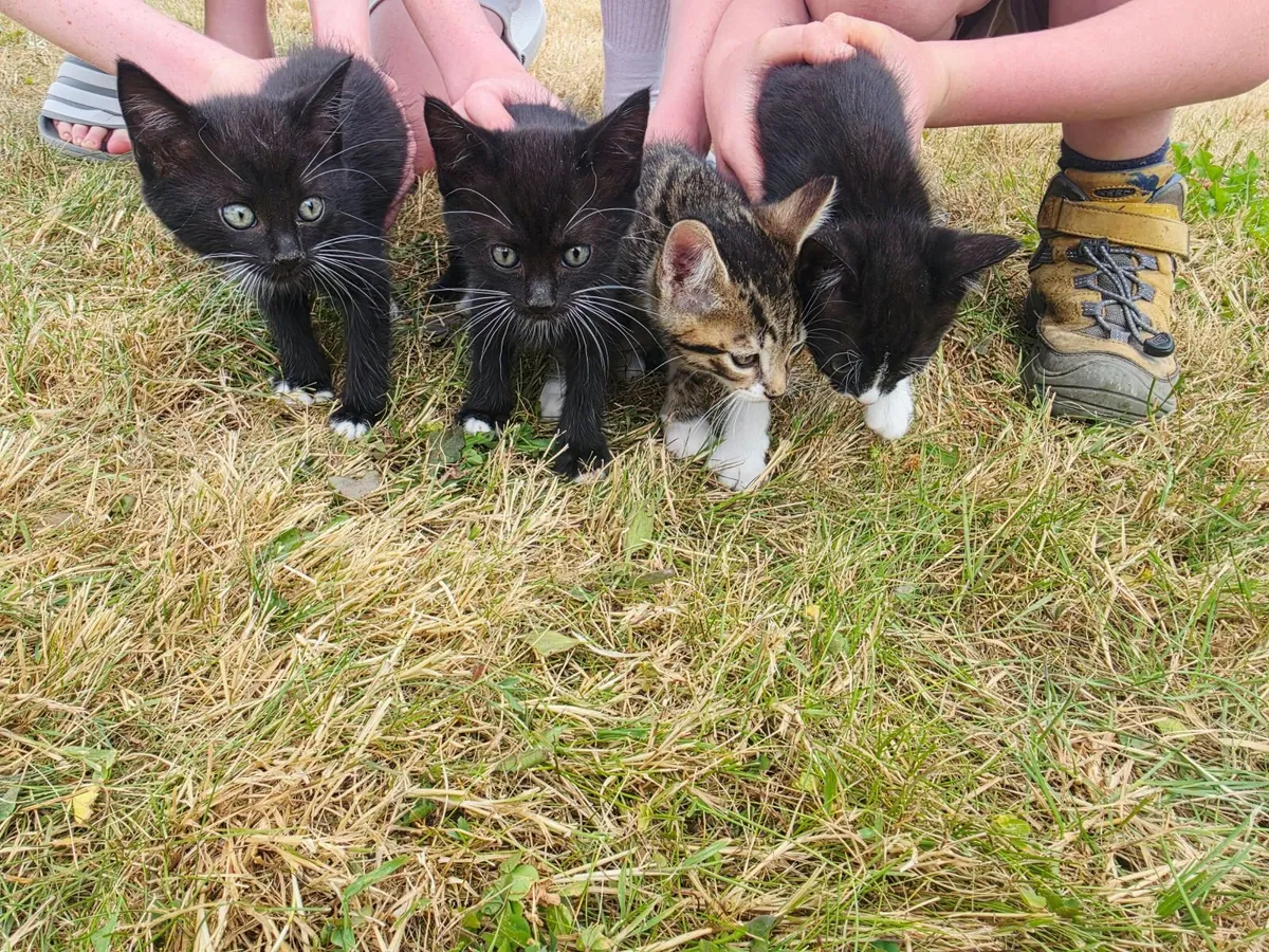 Kittens from Tipperary - Image 4