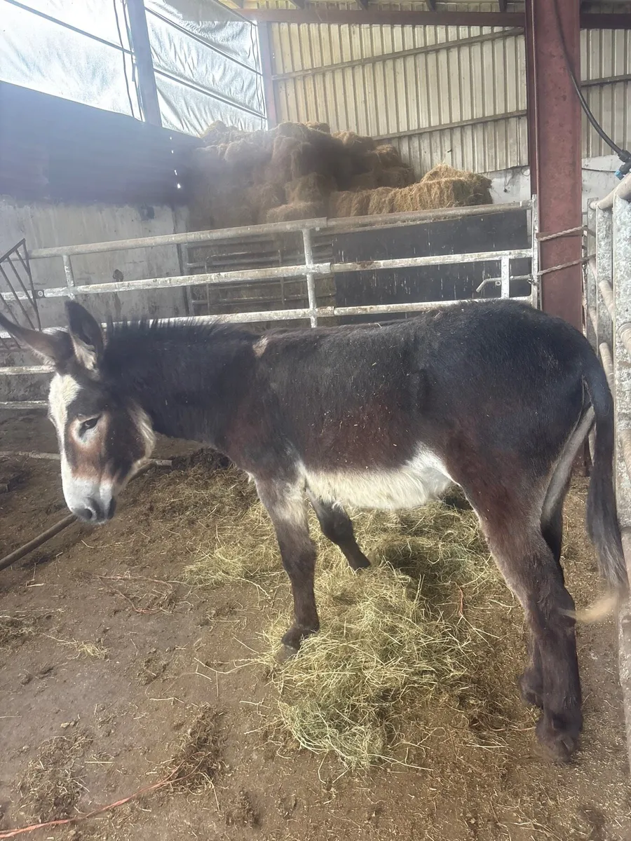 Male donkey