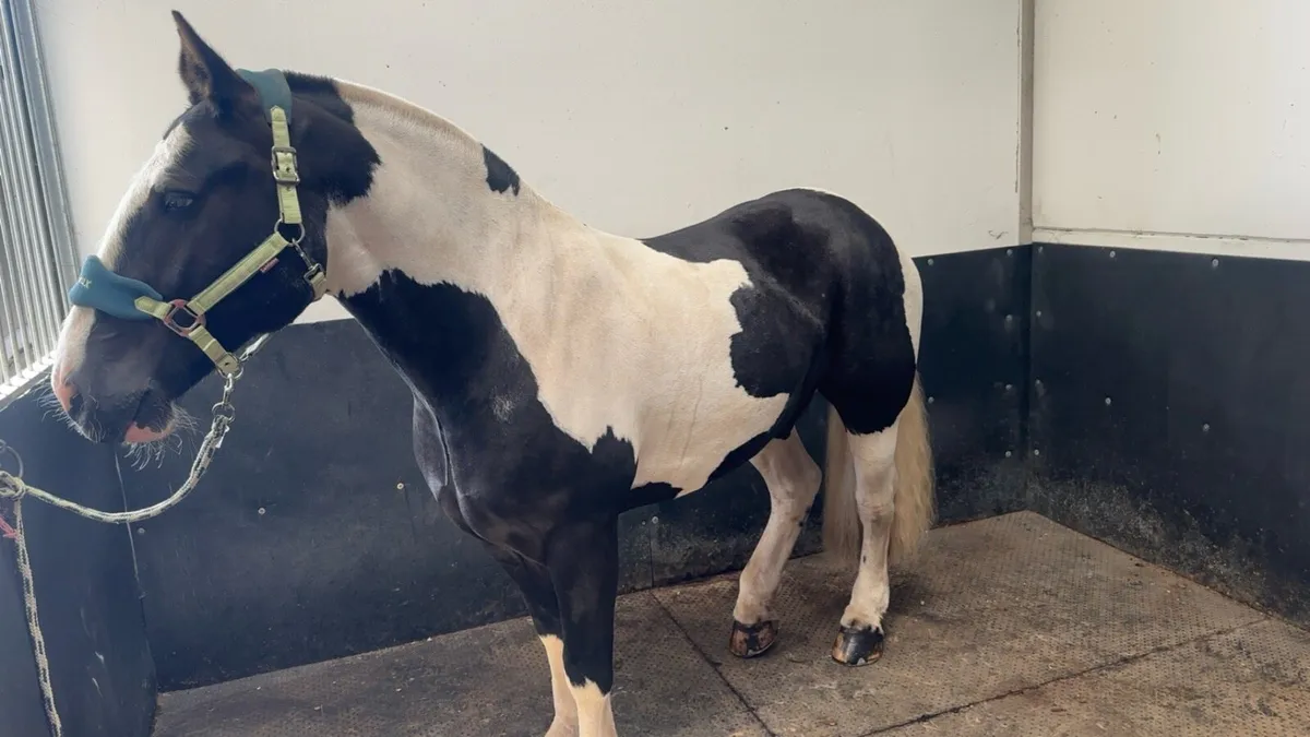 Horse cob gelding - Image 1