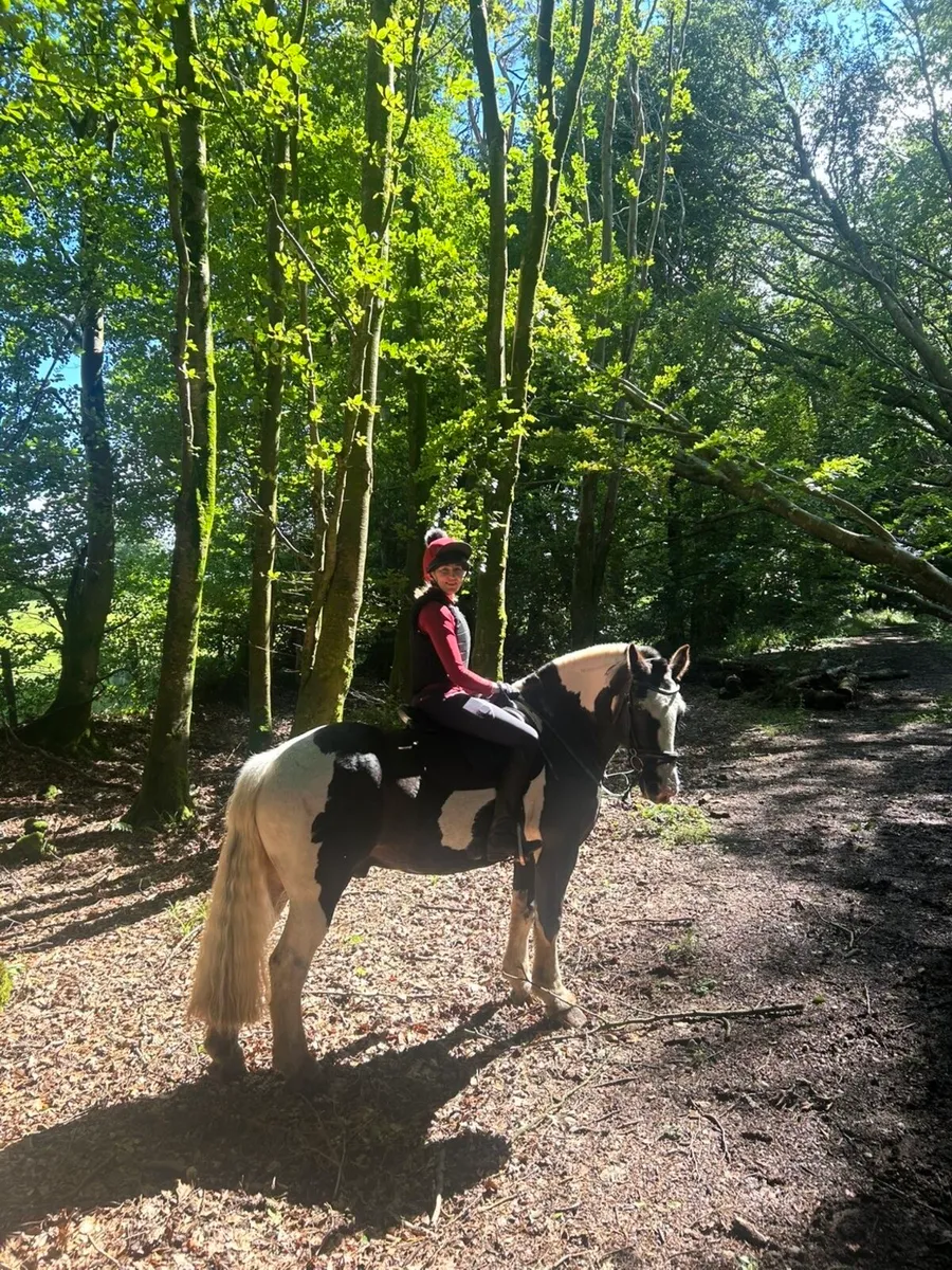 Horse cob gelding - Image 2