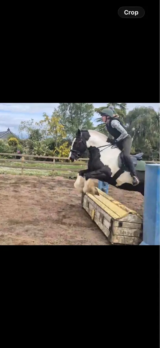 Horse cob gelding - Image 3