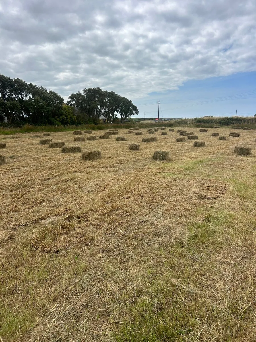 100 square bales of hay bedding - Image 1
