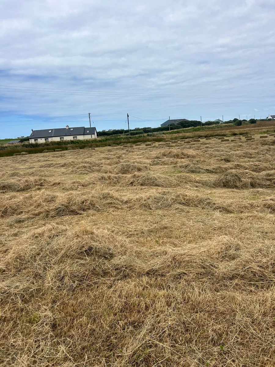 100 square bales of hay bedding - Image 2