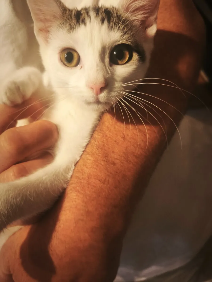 Kittens - Image 4