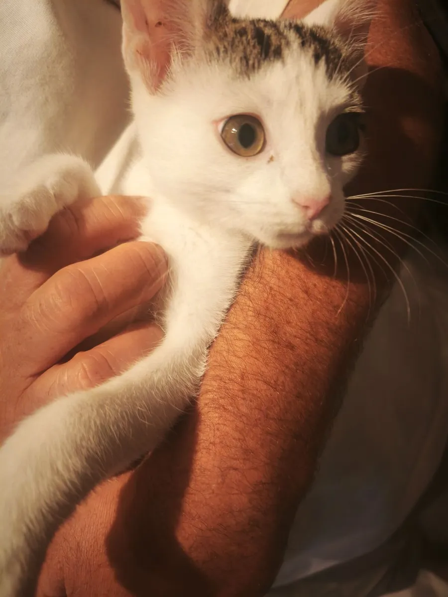Kittens - Image 1