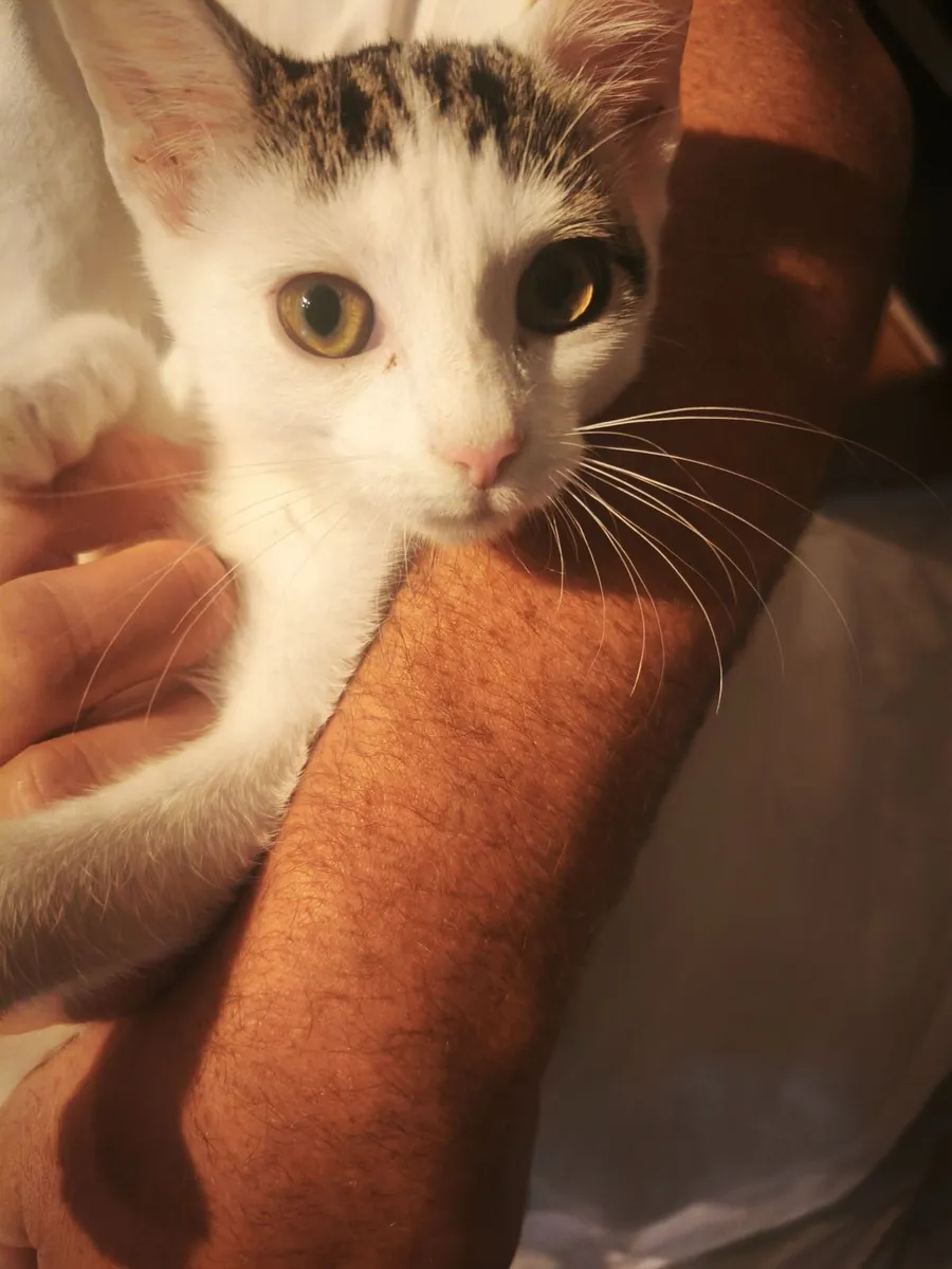 Kittens - Image 2