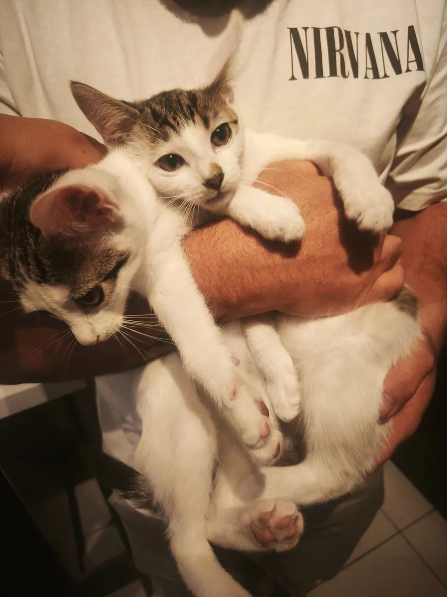 Kittens - Image 3