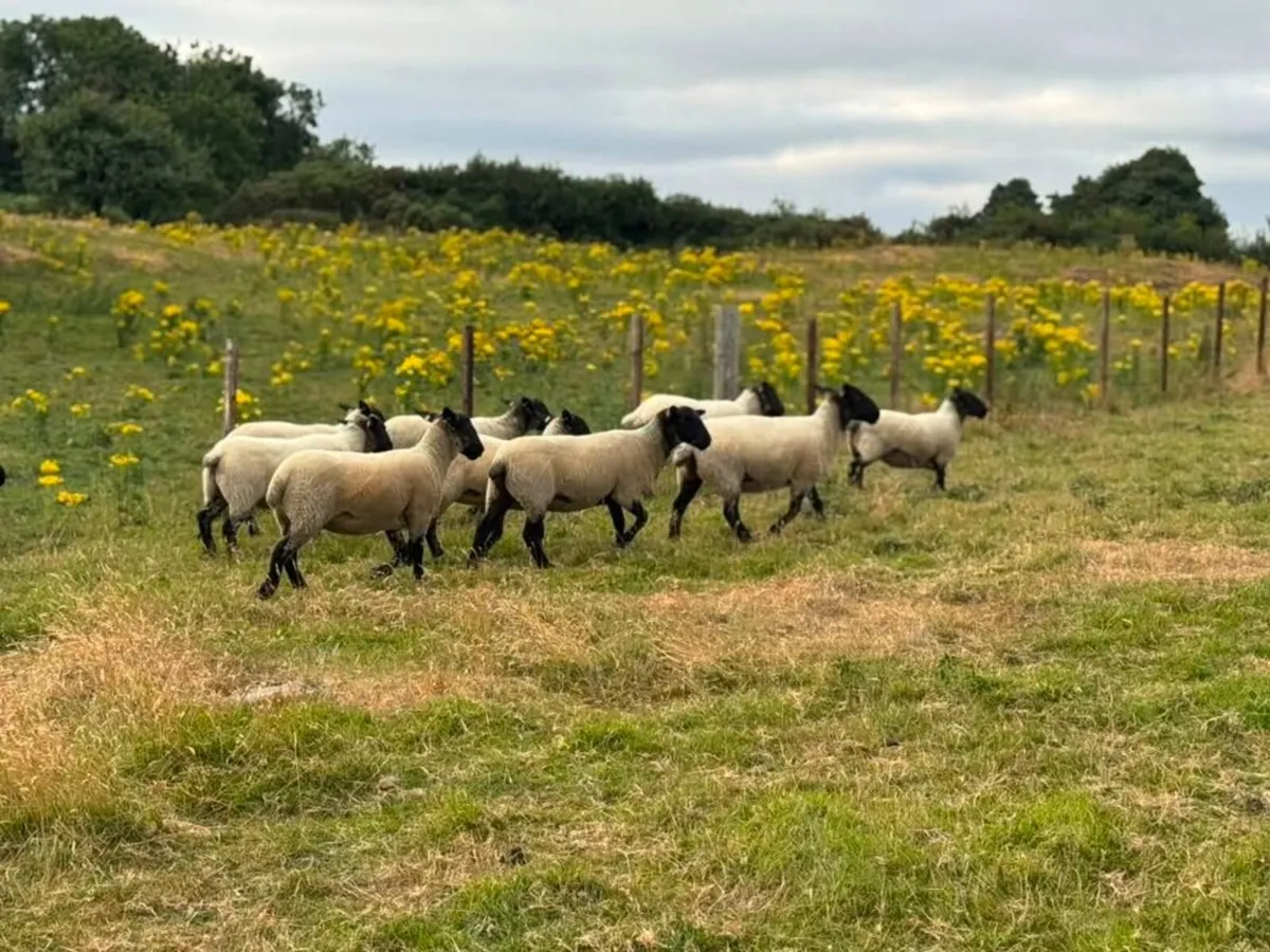 Suffolk Mule Hoggets - Image 1