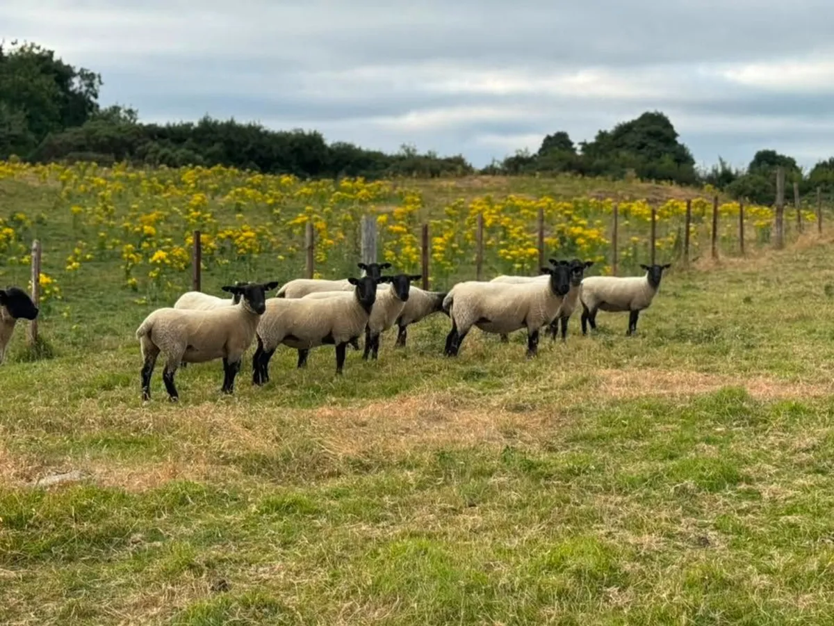 Suffolk Mule Hoggets - Image 2