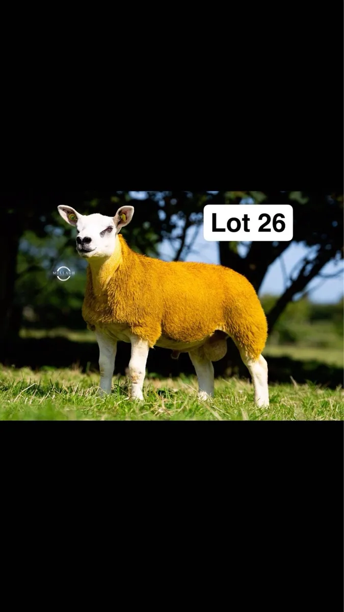 Pedigree Texel Ram lambs - Image 2