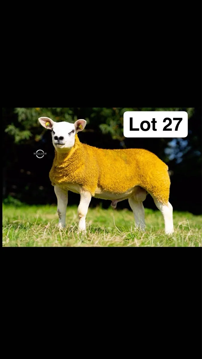 Pedigree Texel Ram lambs - Image 3